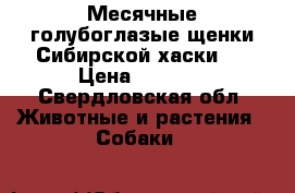 Месячные голубоглазые щенки Сибирской хаски.  › Цена ­ 8 000 - Свердловская обл. Животные и растения » Собаки   